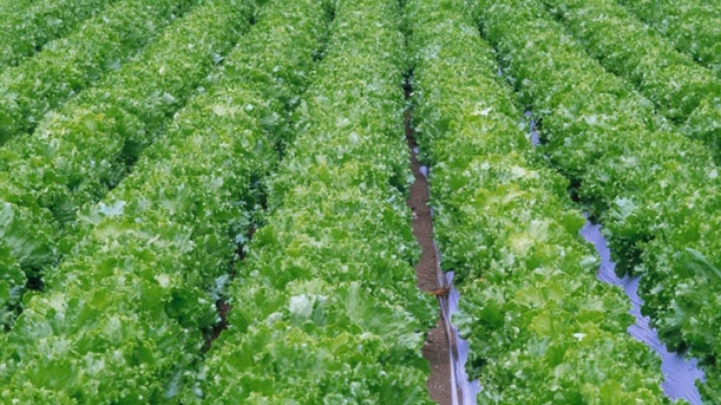 Drip Irrigation 690x450